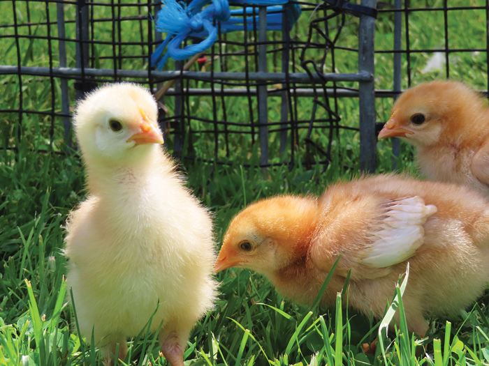 baby-chick-facts